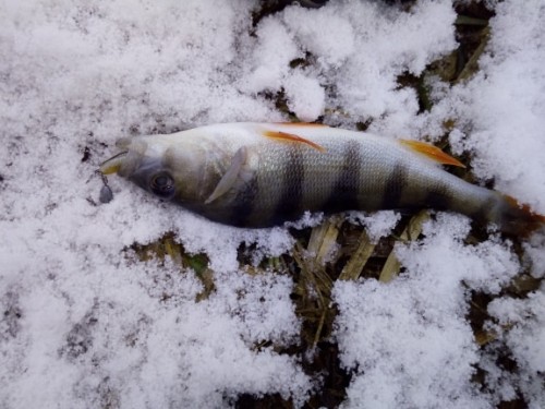 Minkštas masalas žuvims ryški uodega TSURINOYA photo review