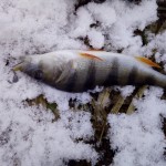 Minkštas masalas žuvims ryški uodega TSURINOYA photo review