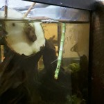 Išorinis akvariumo filtras 220V 50hz photo review